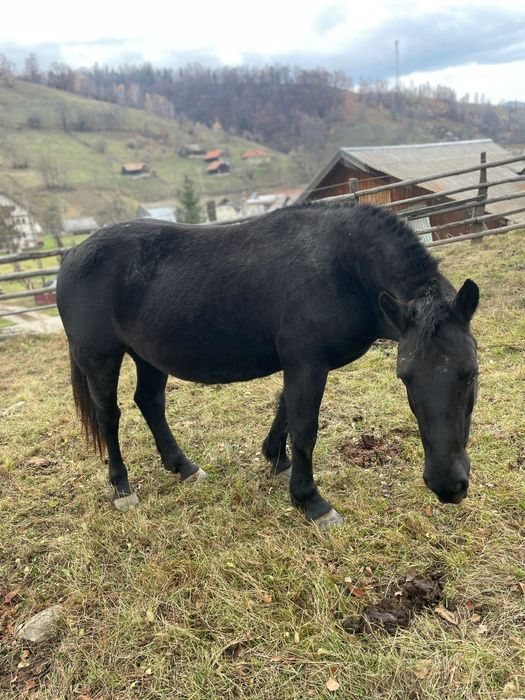 Manz de 7 luni si iapa de 2,5 ani