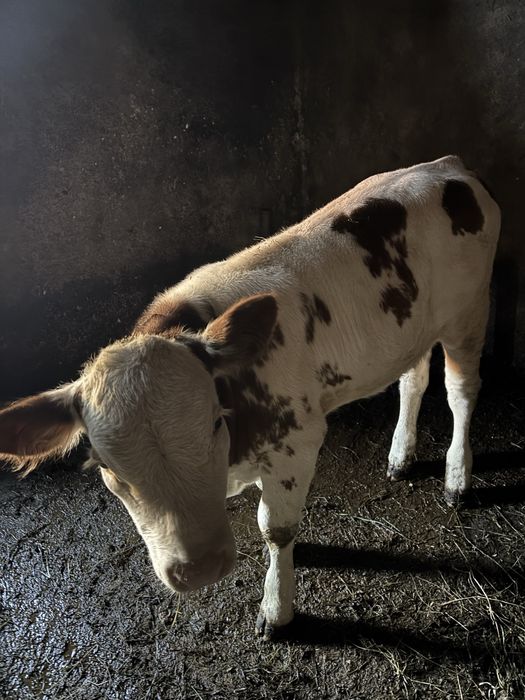 Vând vițică de 10 săptămâni