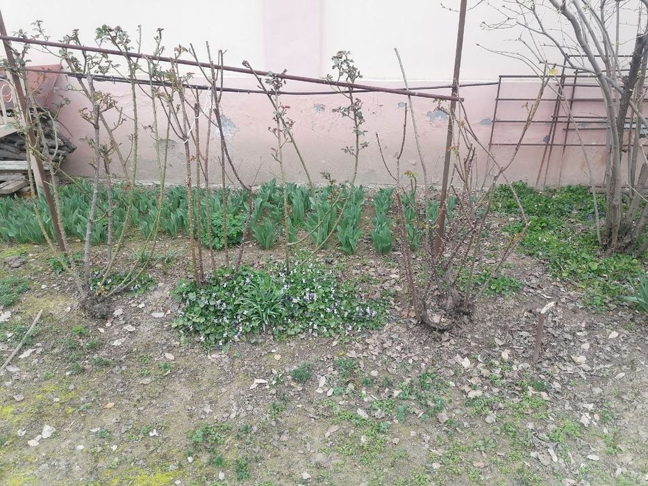 Кустарник виноград саженцы