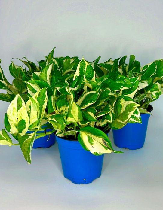 Сциндапсус Энджой,Неон