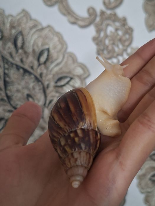 Ulitka fulika reticulatalar gigant zotlari