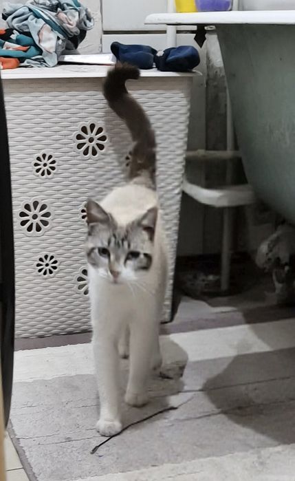 ОТДАМ кота в хорошие руки