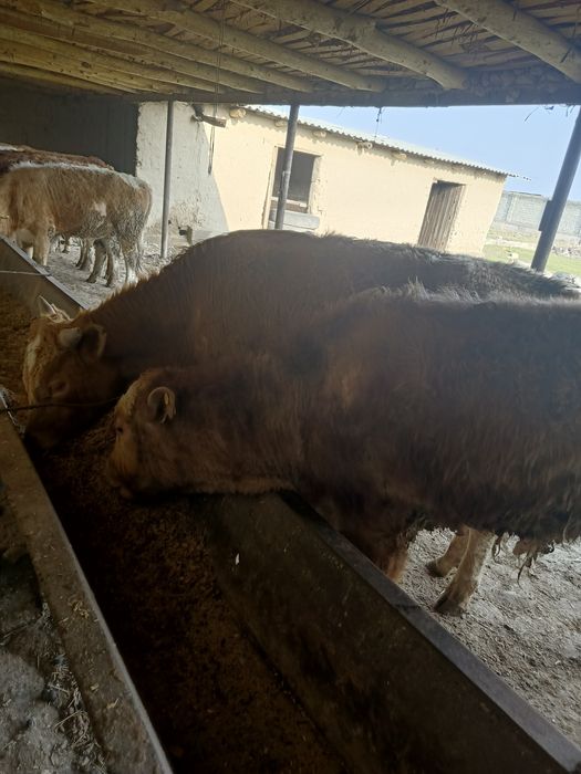 10 bosh Smental buqachalar