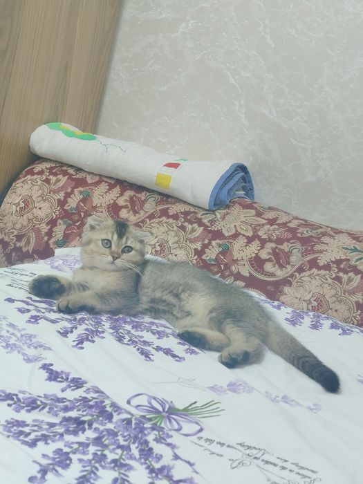 Mushuk sotladi srochni