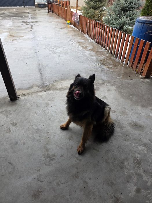 Немецкая овчарка девочка