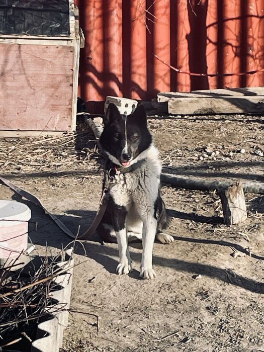 Лайка   сатылады