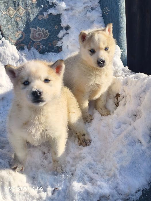 Продам щенков сибирский хаски