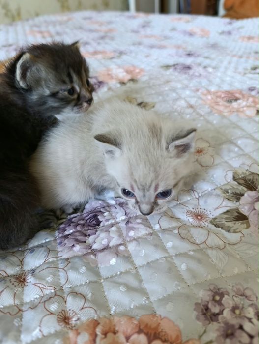Отдам котят в хорошие руки