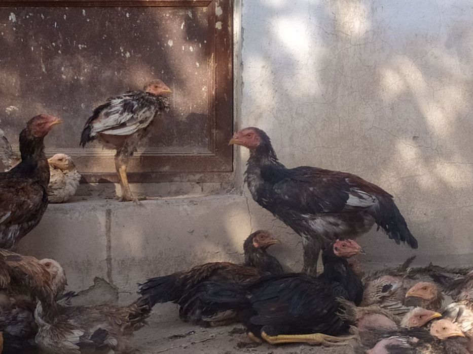 Dakang Xorozlar sotiladi