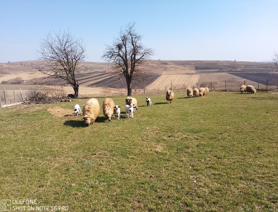 Oi breze și oacheșe cu miei