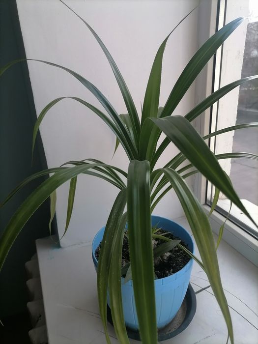 Красивые комнатные цветы