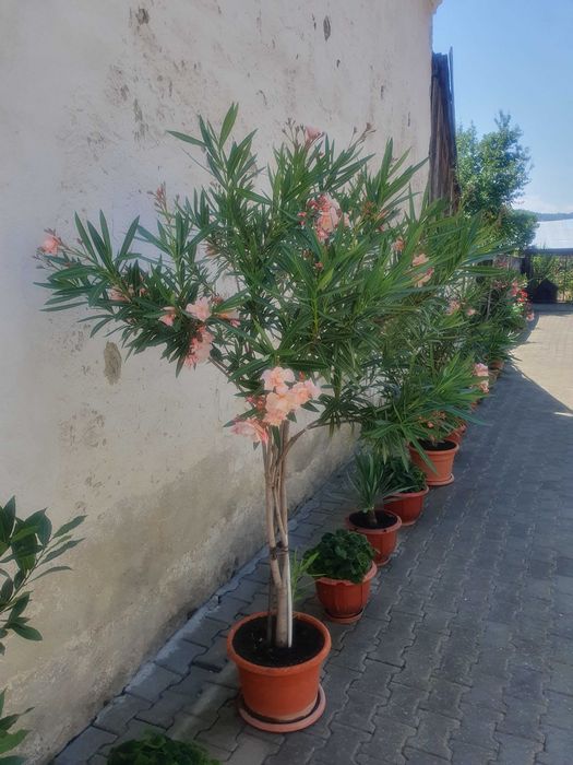 Leandrii  pentru decorațiuni exterioare, culoare roz