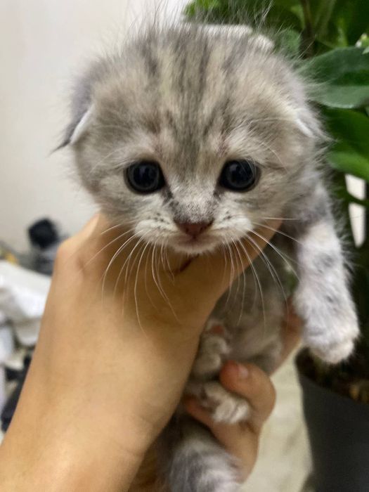 Продаём котиков.