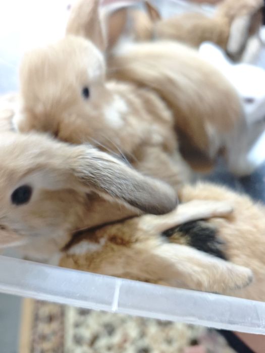 Quyon sotiladi baran