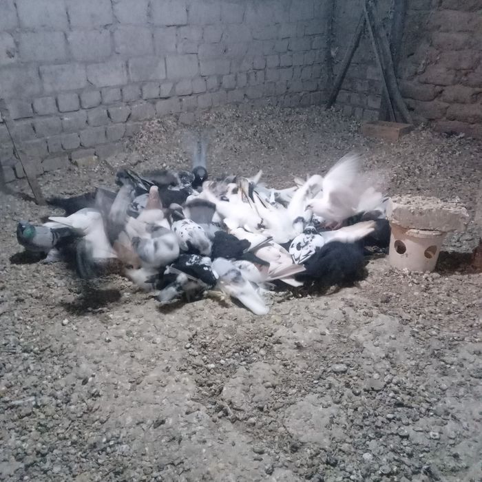 Продам домашних голубей.