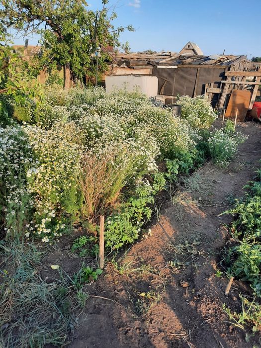 Продам дачу в городе