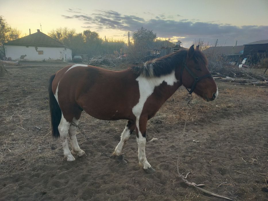 Бестік ат сатылады