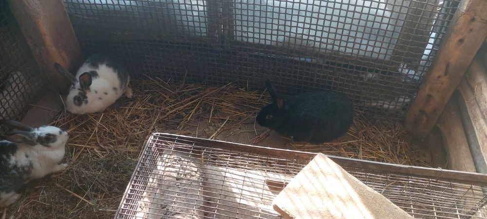 Продам кроликов.