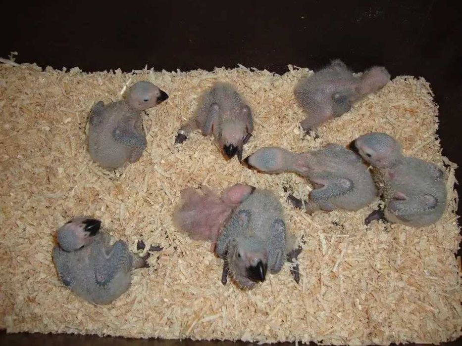 Папагали Кралско жако -ръчно хранени