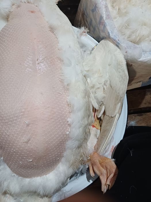 Новогодний гусь.