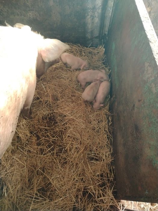 Поросята 2,4 дня