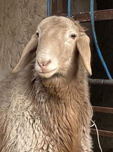 Таза қанды арашан