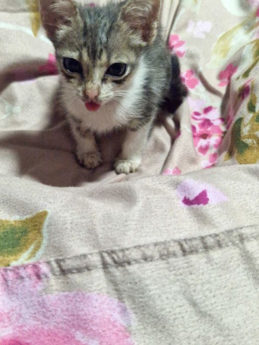 Donez pisici mari mici câini mari mici