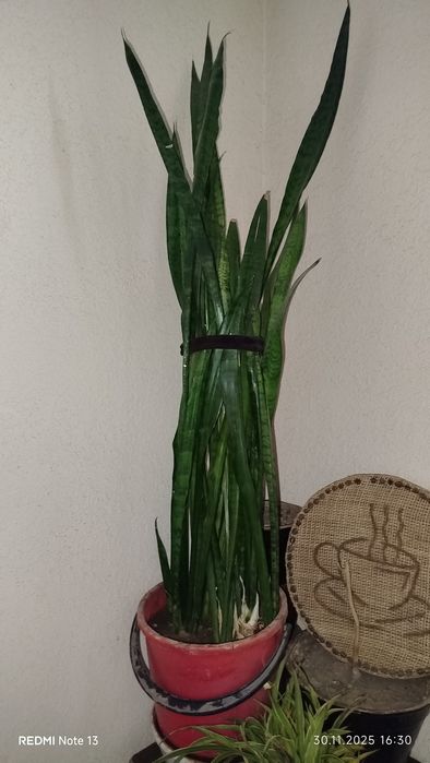 Цветы комнатные домашние