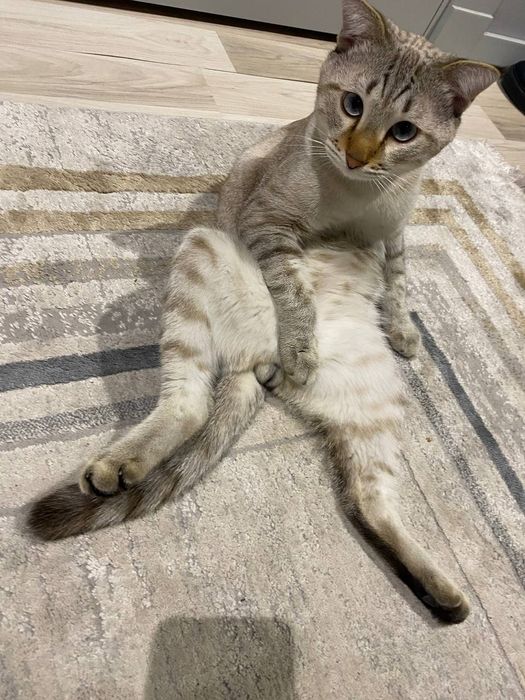 Mushuk sotqmiz zoti bengal