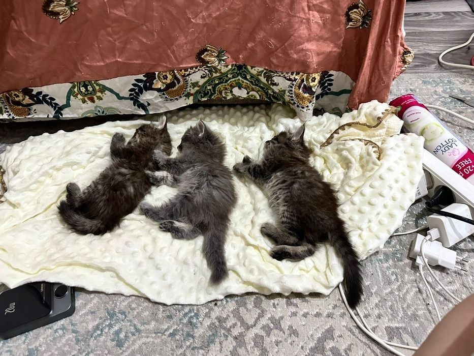 Отдам котят в добрые руки