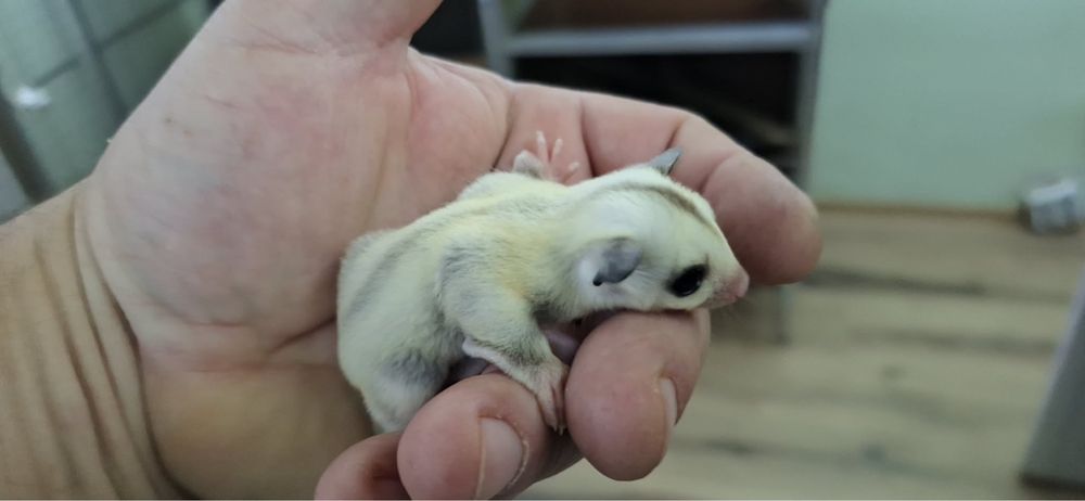 Sugar glider/ veveverita zburatoare puiuti