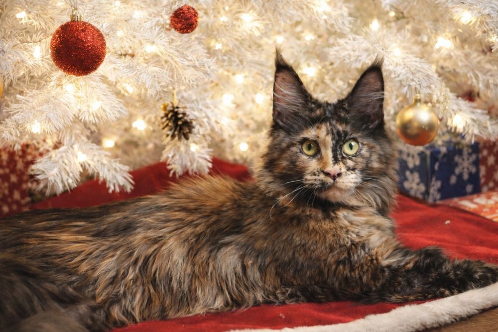 Мейн Кун девочки