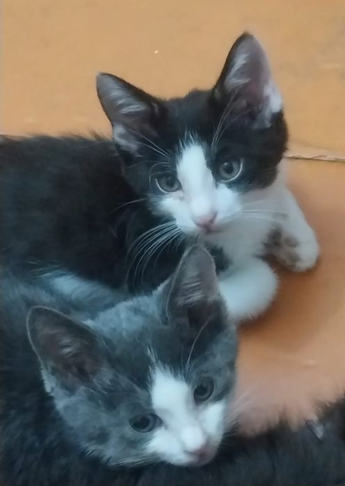 Котята в добрые руки.