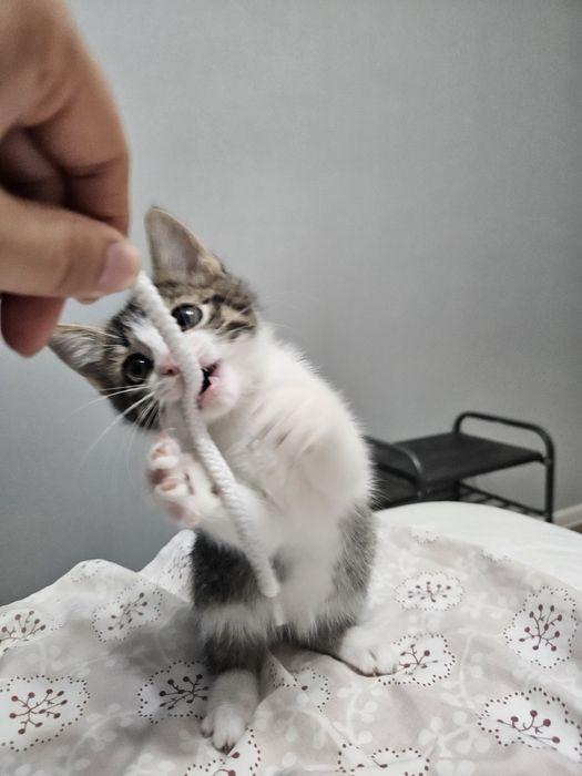 Котёнок девочка в добрые руки
