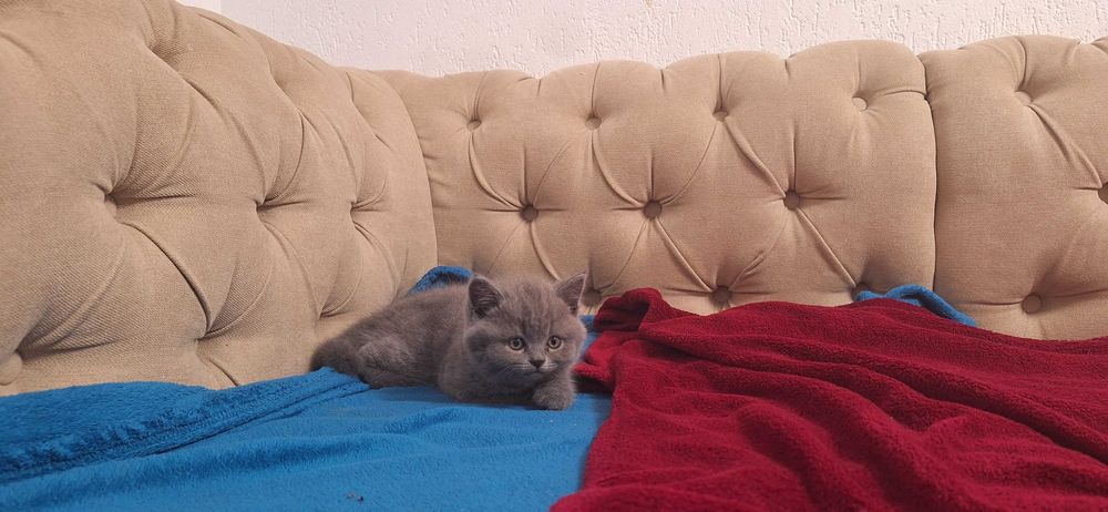 Pisici british american