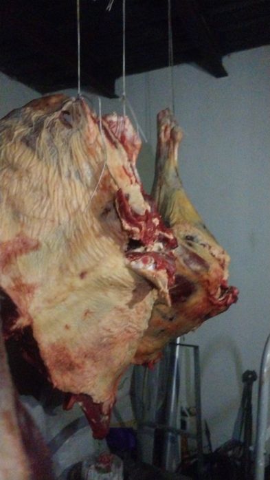 Продам мясо говядина