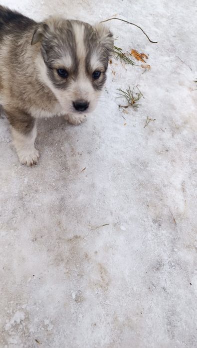 Отдам щенков дворняжки