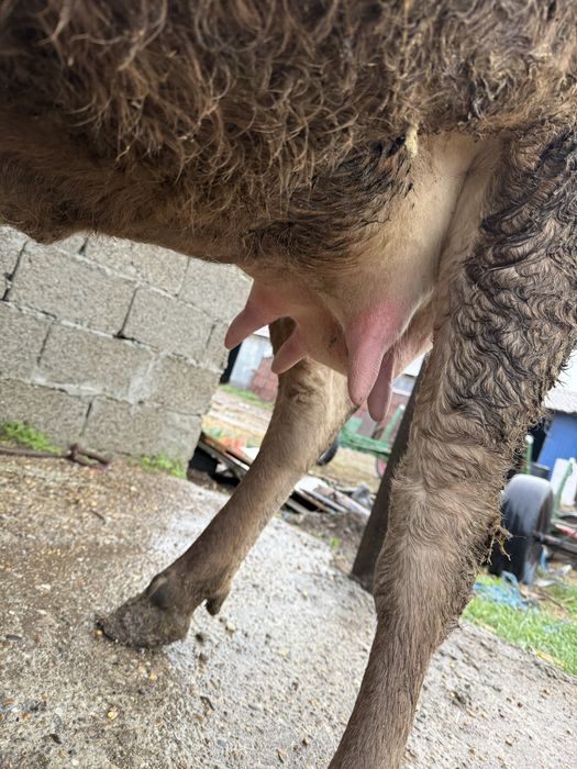 Vacă la prima fătare o vitica angus