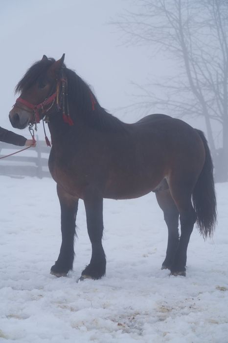 Vând mânz de 1 an si 7 luni foarte cuminte