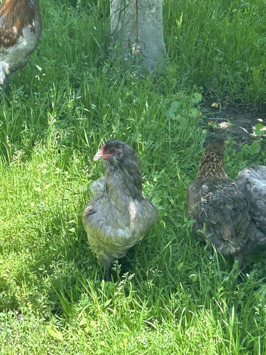 Vand gaini metis ,araucana,ameraucana ,wyandotte argintiu