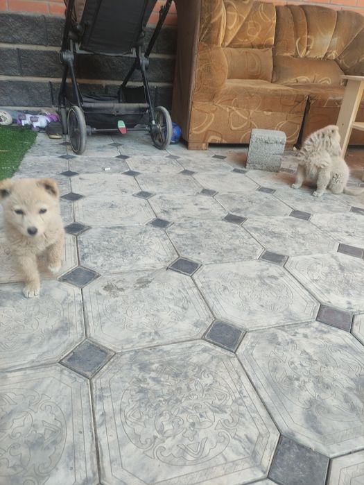 Отлам даром щенят,  мальчик девочка