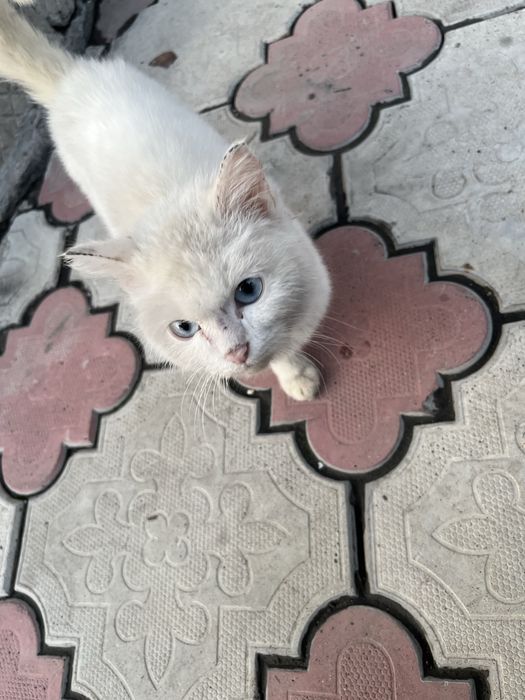 Голубоглазый Кот Кошка