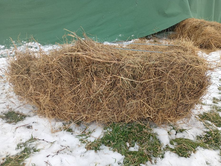 Baloti lucerna  si fan