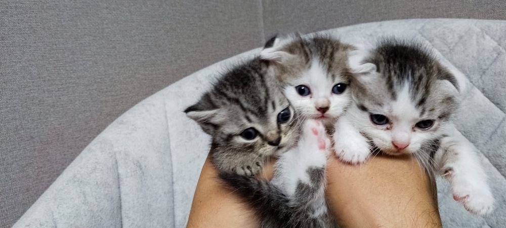 Британские котята