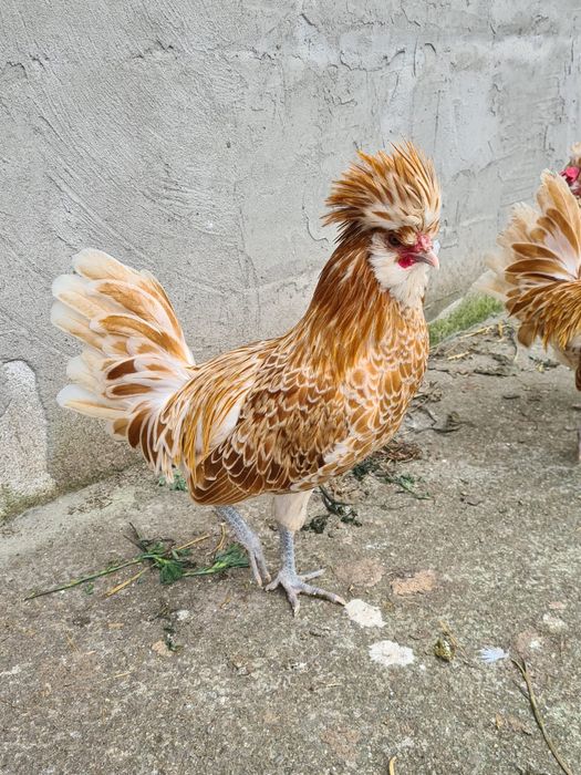 Cocos paduana de vanzare