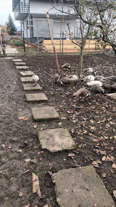 Pauni rate mandarine, caroline, pitica olandeza.