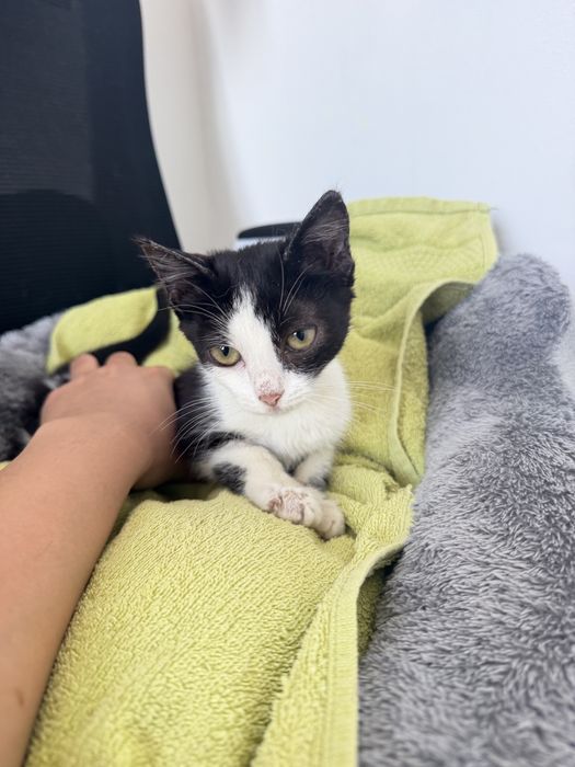 Котенок ищет добрые руки