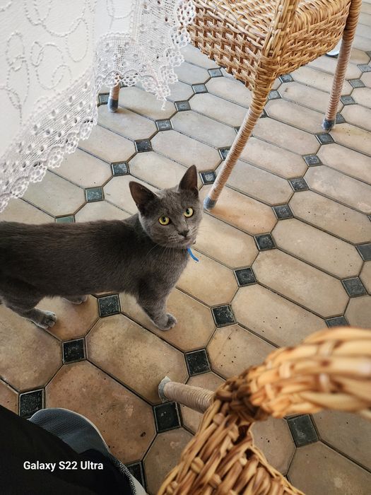 Продаеться пародистая кошка 1 годик, активный