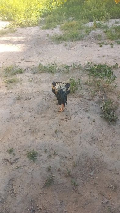 Zotor xoroz zotiga javob