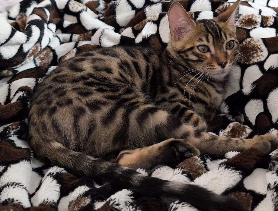 Продам котенка бенгала